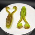 3.5" - UV Glow Buzz Frog Topwater Softplastic